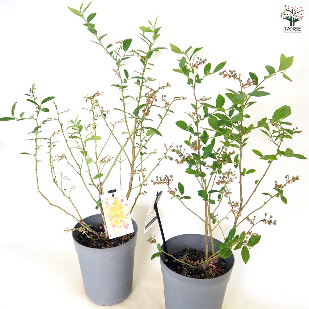 ブルーベリー デライト 【果樹の苗木 6号／1個売り】｜ 【植物の