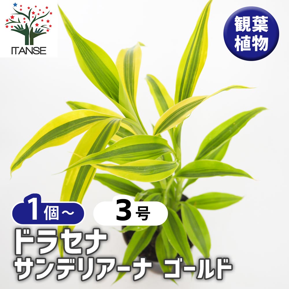 ゴールド ドラセナ・サンデリアーナ 7号 【植物の 3号】｜ 【観葉植物 ゴールド サンデリアーナ ドラセナ 大型 観葉植物 高さ約110cm その他観葉植物