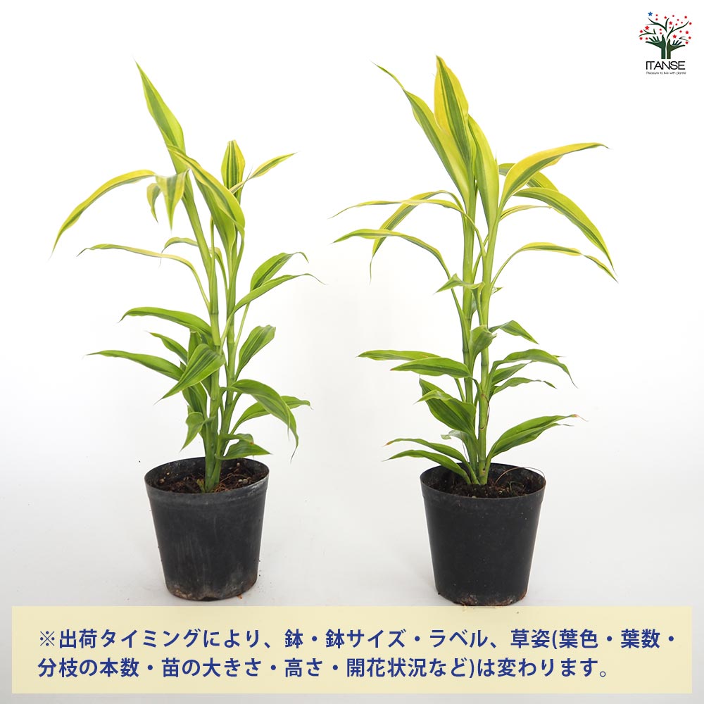ドラセナ サンデリアーナ ゴールド 【観葉植物 3号】｜ 【植物の