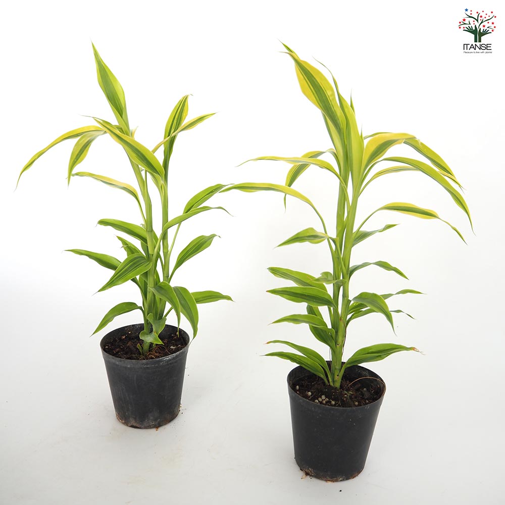 ドラセナ サンデリアーナ ゴールド 【観葉植物 3号】｜ 【植物の