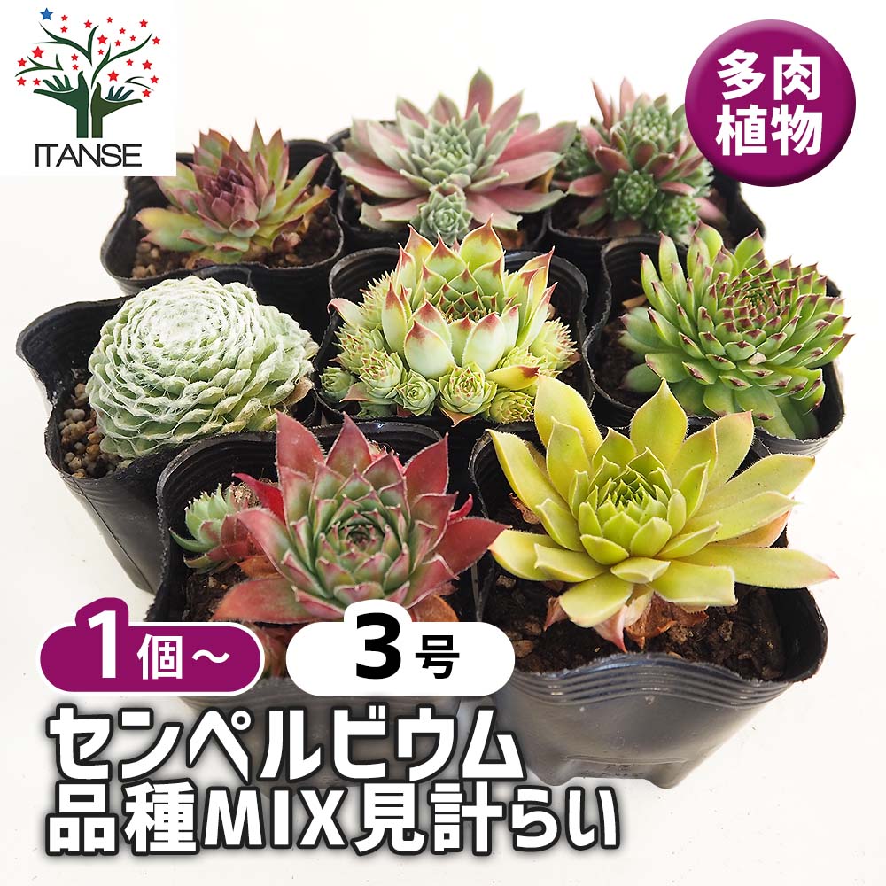 ご確認用　多肉センペルビウム 多肉植物 センペルビウム10種セット 9/21更新 : ハニーミント