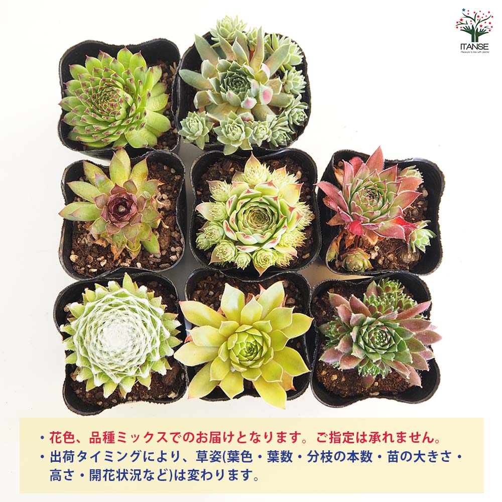センペルビウム 品種MIX見計らい 【多肉植物 3号】｜ 【植物の