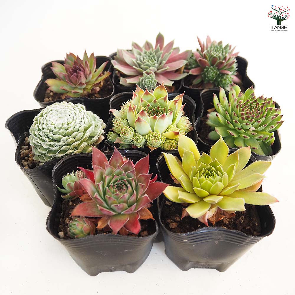 センペルビウム 品種MIX見計らい 【多肉植物 3号】｜ 【植物の