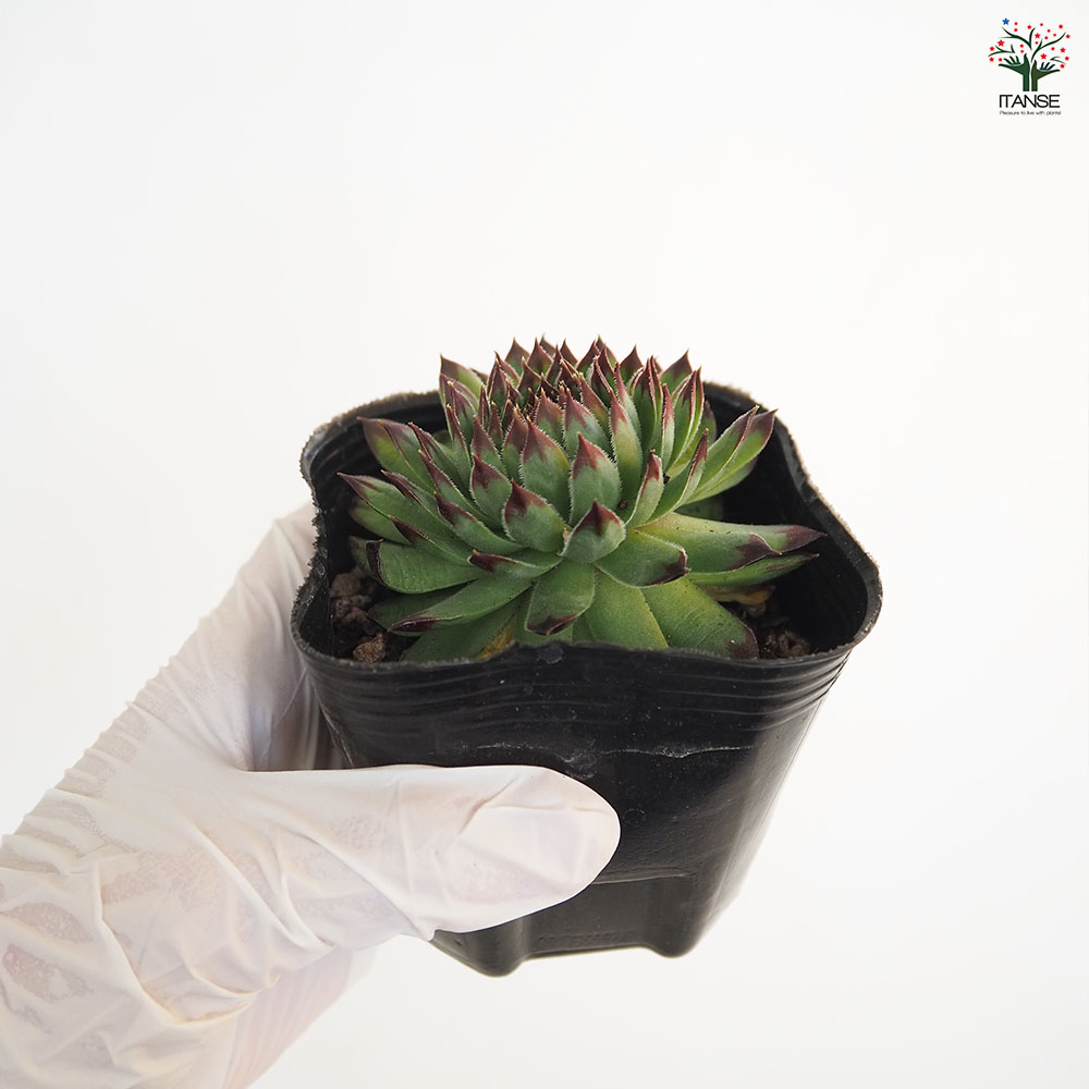 ご確認用　多肉センペルビウム 多肉植物 センペルビウム10種セット 9/21更新 : ハニーミント