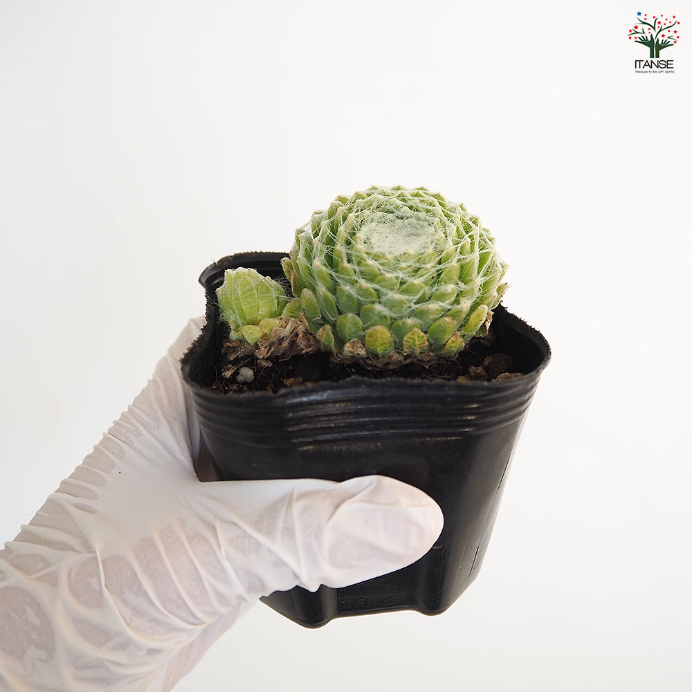 センペルビウム 品種MIX見計らい 【多肉植物 3号】｜ 【植物の