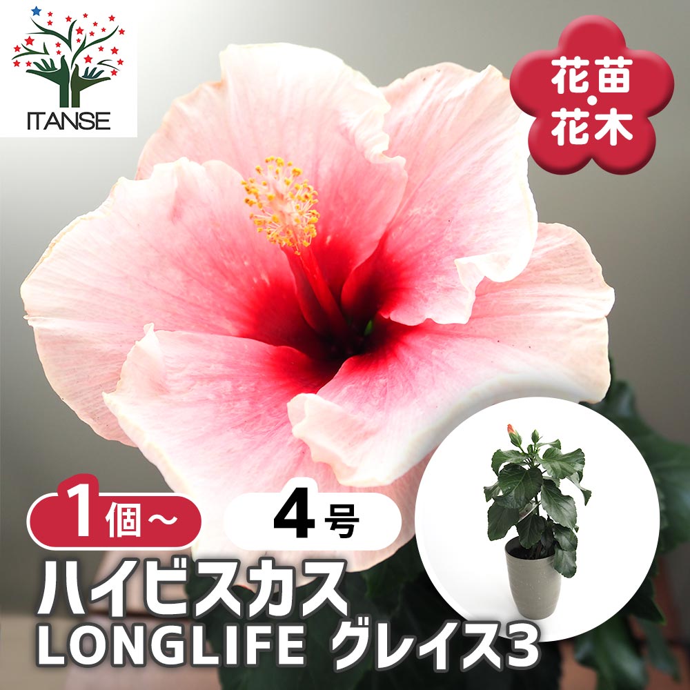 ハイビスカス LONGLIFE グレイス3 【花木苗 4号／1個売り