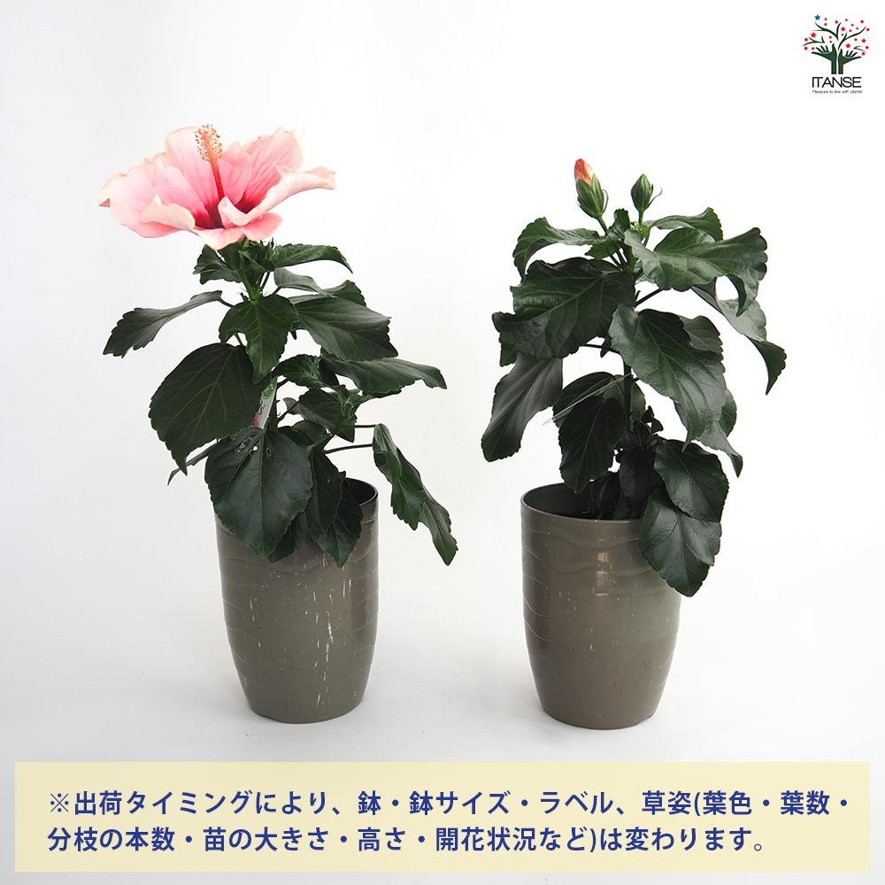 ハイビスカス LONGLIFE グレイス3 【花木苗 4号／1個売り