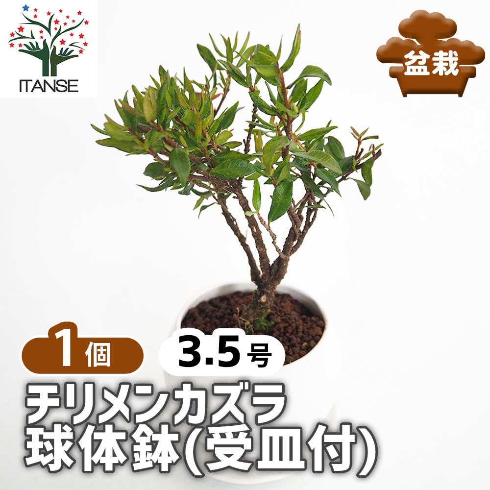 チリメンカズラ　 中型 盆栽 茶色い鉢 植物 チリメンカズラ-F2（ちりめんかずら・縮緬葛）雑木盆栽の販売と