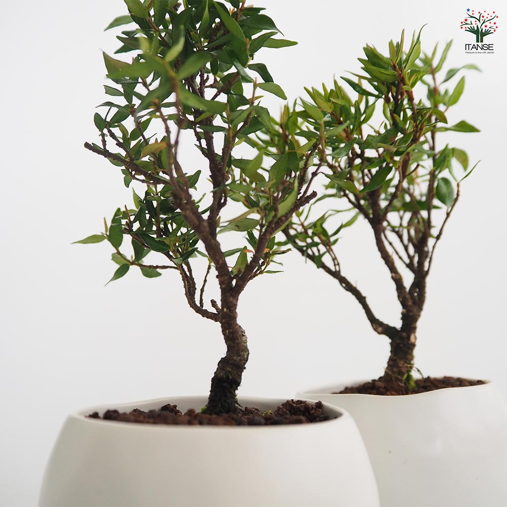 チリメンカズラ　 中型 盆栽 茶色い鉢 植物 チリメンカズラ-F2（ちりめんかずら・縮緬葛）雑木盆栽の販売と