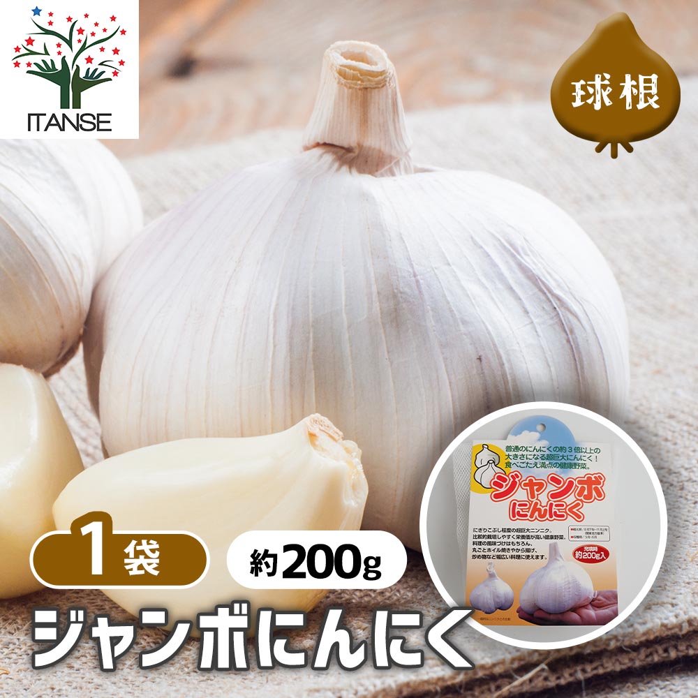 ジャンボにんにく 【野菜球根 充填時200g／1個売り】