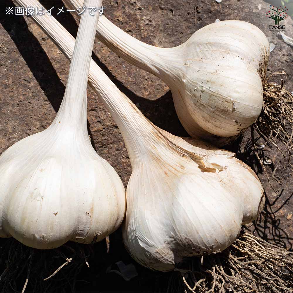 ジャンボにんにく 【野菜球根 充填時200g／1個売り】