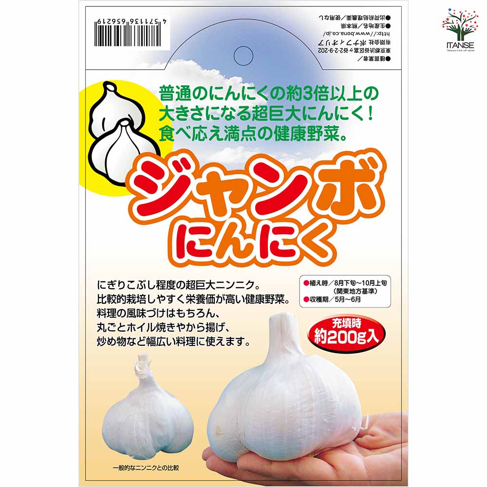 ジャンボにんにく 【野菜球根 充填時200g／1個売り】