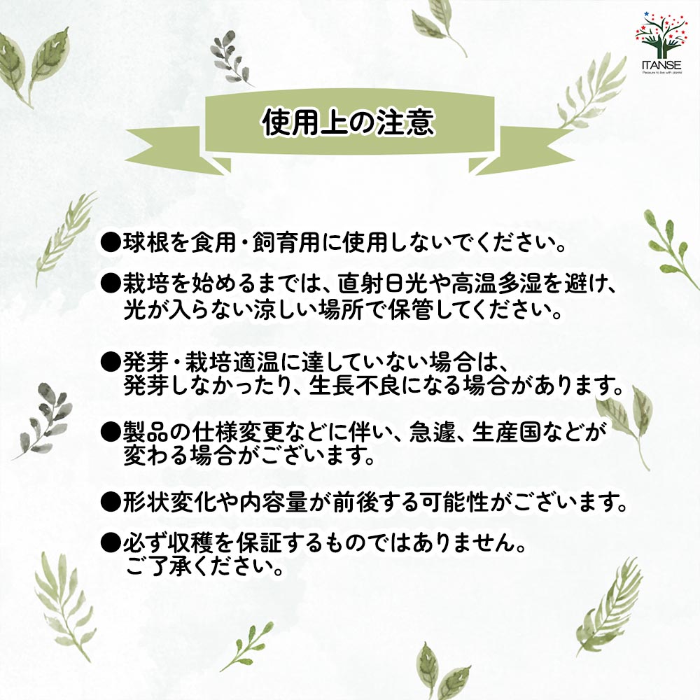 ジャンボにんにく 【野菜球根 充填時200g／1個売り】