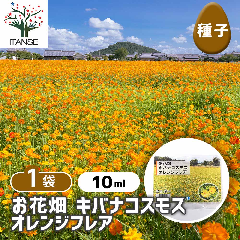 キバナコスモス　50000粒以上 種子 お花畑 キバナコスモス オレンジフレア 【 約10ml／1袋売り