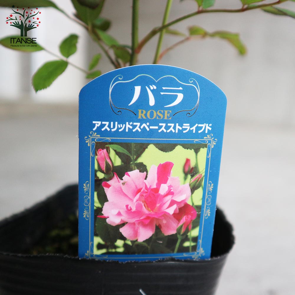 薔薇の苗 アストリッドスペースストライプド (四季咲きフロリバンダローズ)【花苗新苗4号ポット 国産接ぎ木苗／1個売り】
