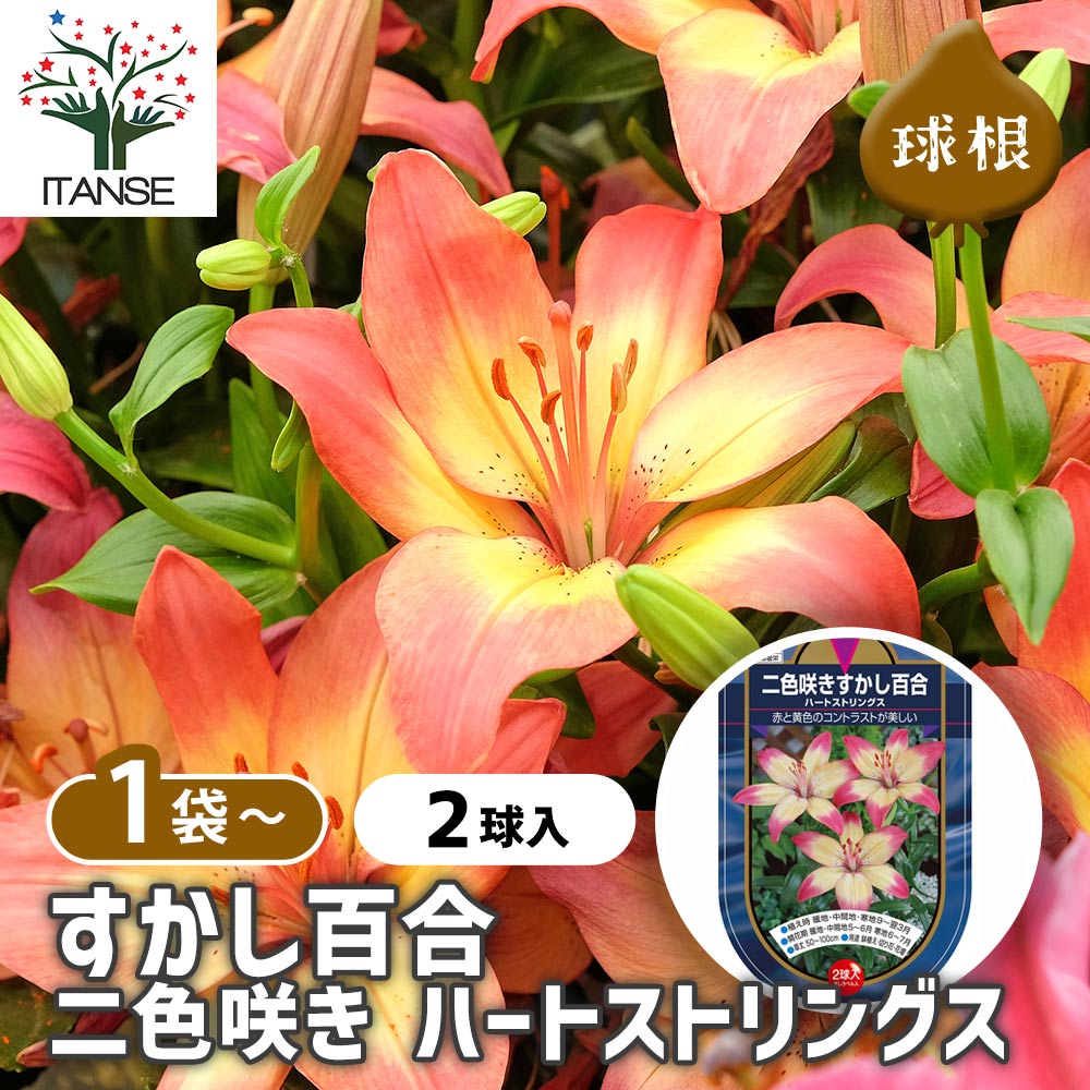 すかし百合 ハートストリングス