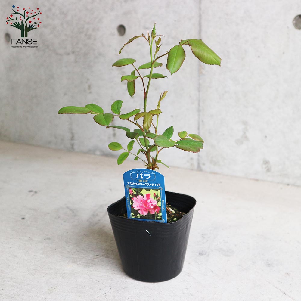 薔薇の苗 アストリッドスペースストライプド (四季咲きフロリバンダローズ)【花苗新苗4号ポット 国産接ぎ木苗／1個売り】