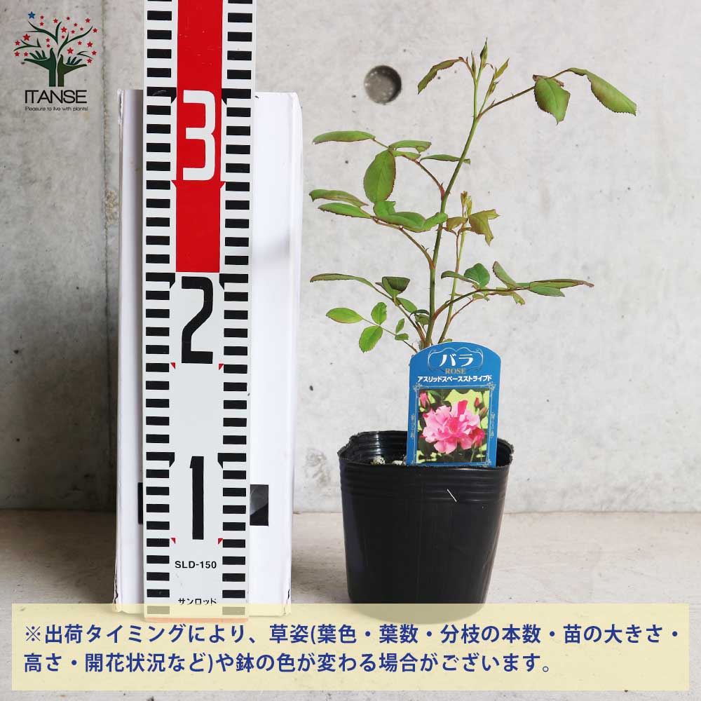 薔薇の苗 アストリッドスペースストライプド (四季咲きフロリバンダローズ)【花苗新苗4号ポット 国産接ぎ木苗／1個売り】