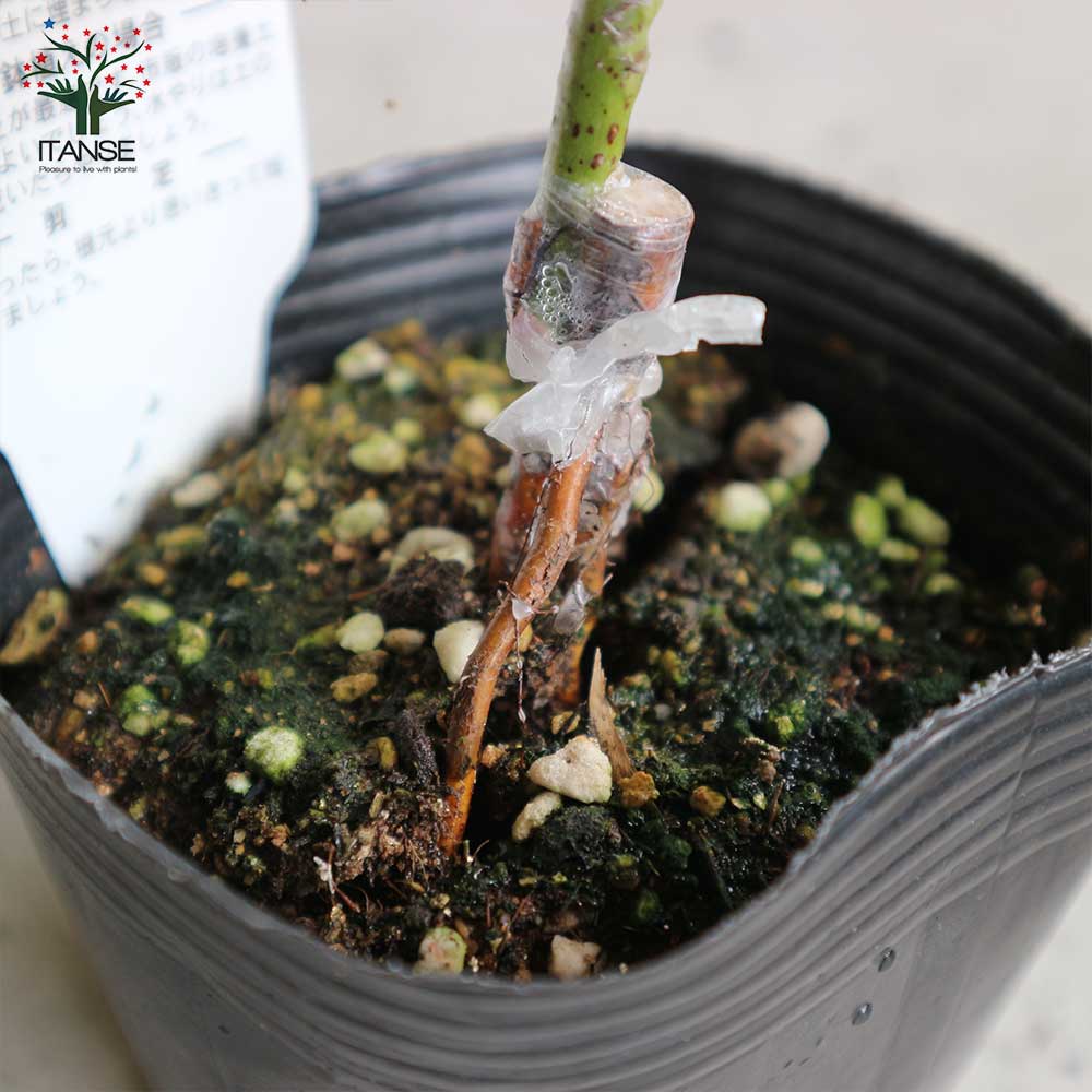 薔薇の苗 アストリッドスペースストライプド (四季咲きフロリバンダローズ)【花苗新苗4号ポット 国産接ぎ木苗／1個売り】