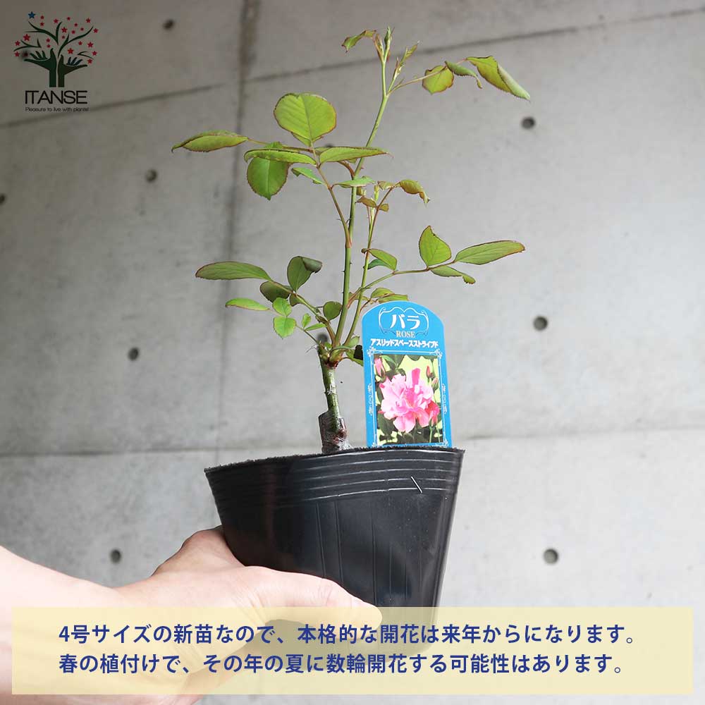 薔薇の苗 アストリッドスペースストライプド (四季咲きフロリバンダローズ)【花苗新苗4号ポット 国産接ぎ木苗／1個売り】