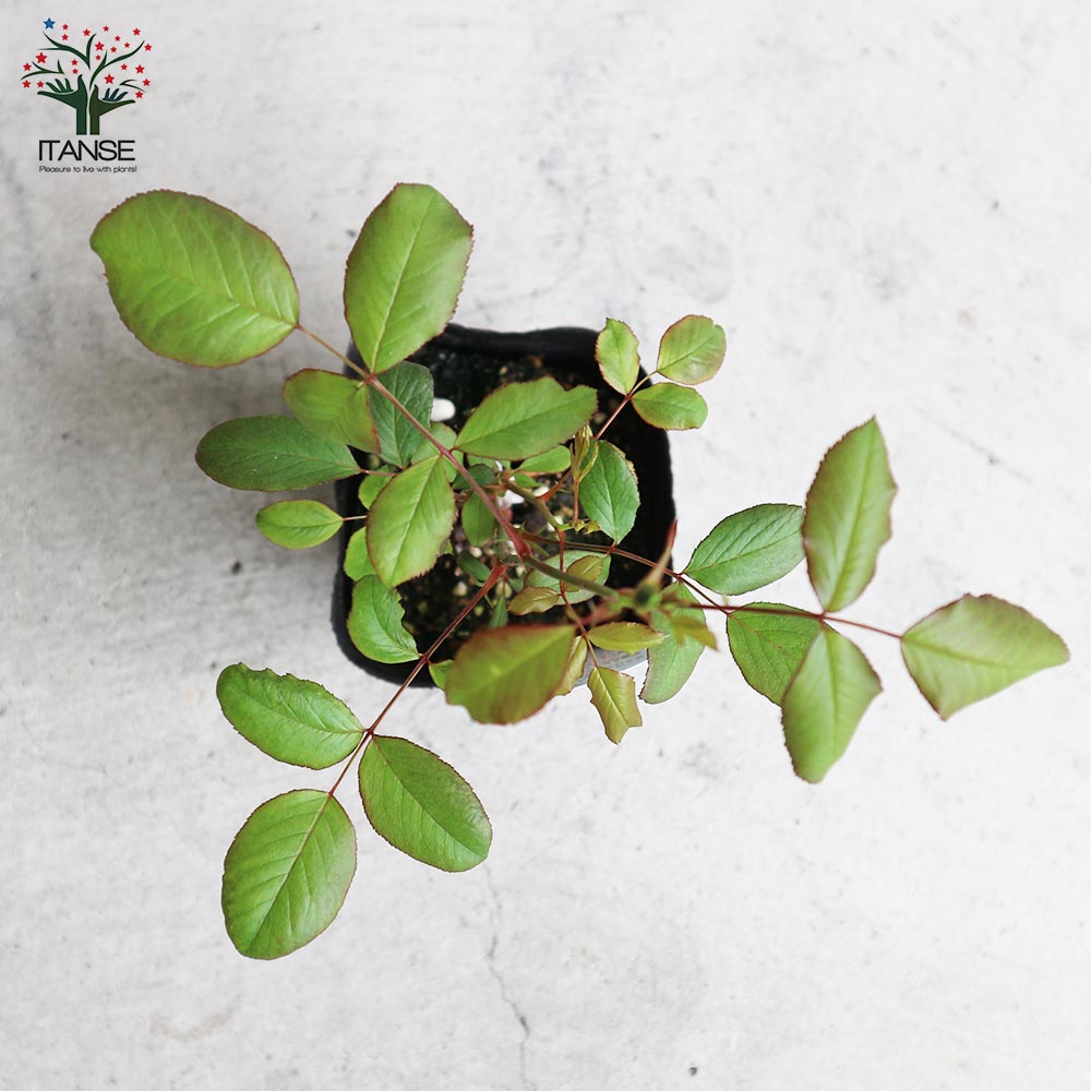 薔薇の苗 アストリッドスペースストライプド (四季咲きフロリバンダローズ)【花苗新苗4号ポット 国産接ぎ木苗／1個売り】