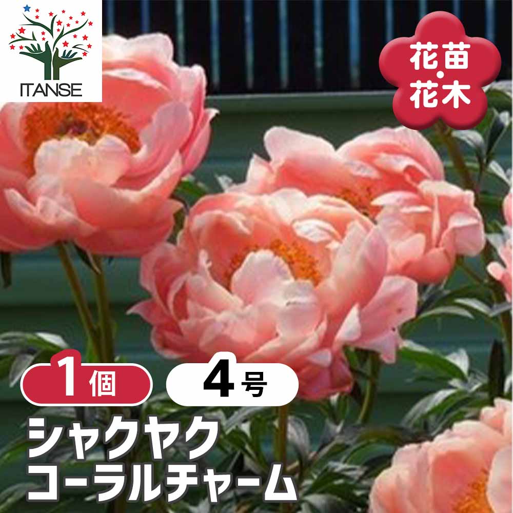 シャクヤク コーラルチャーム 【花木苗 4号/1個売り】
