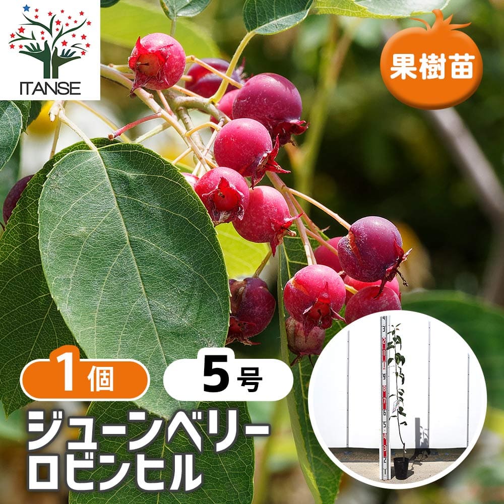 ジューンベリーの苗木 ロビンヒル 【果樹の苗木 5号／1個売り