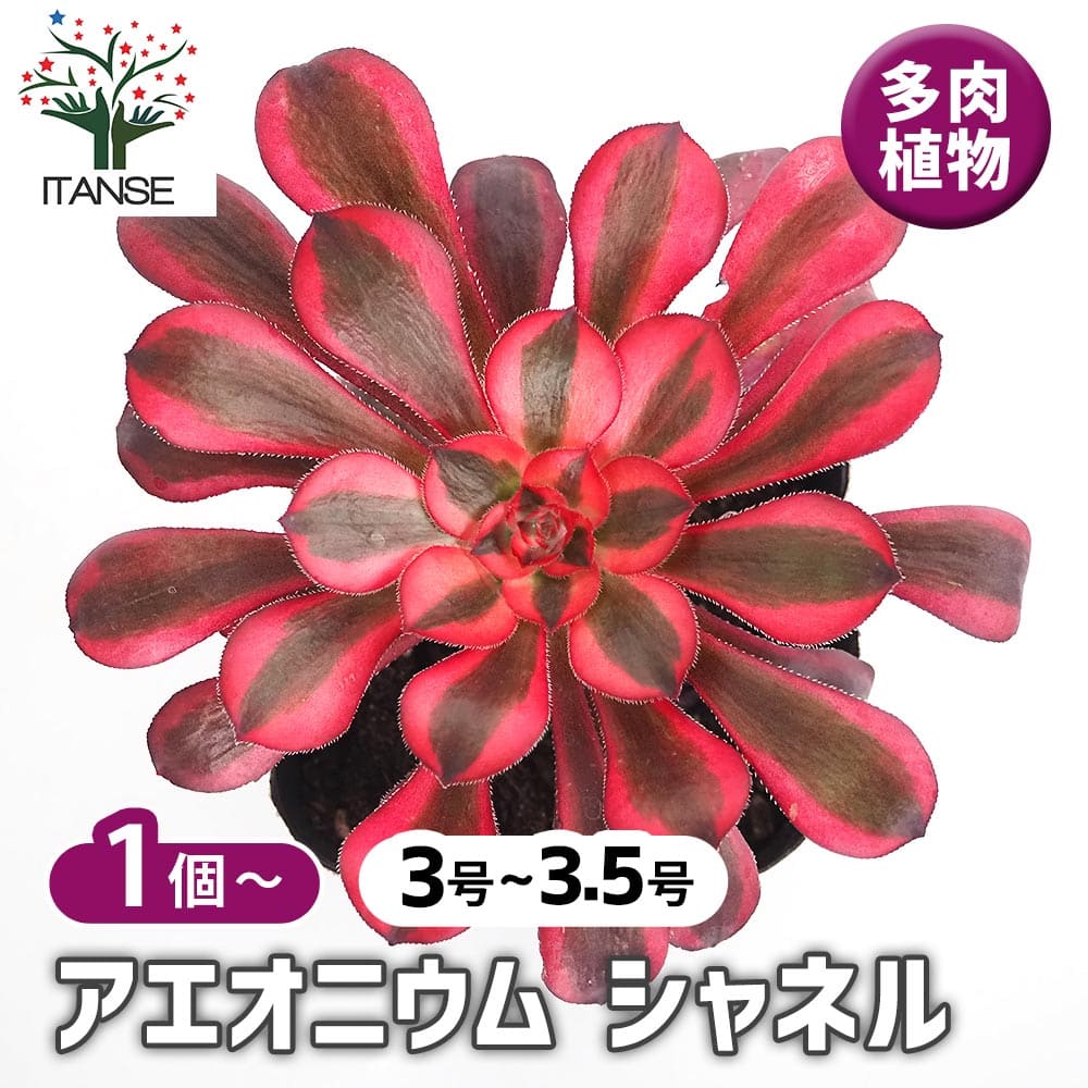 アエオニウム シャネル 【多肉植物 3～3.5号】｜ 【植物のITANSE