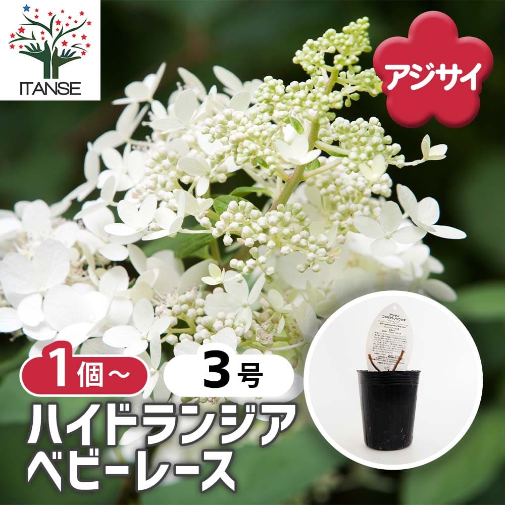 ハイドランジア ベビーレース 【花木苗 3号】｜ 【植物のITANSE
