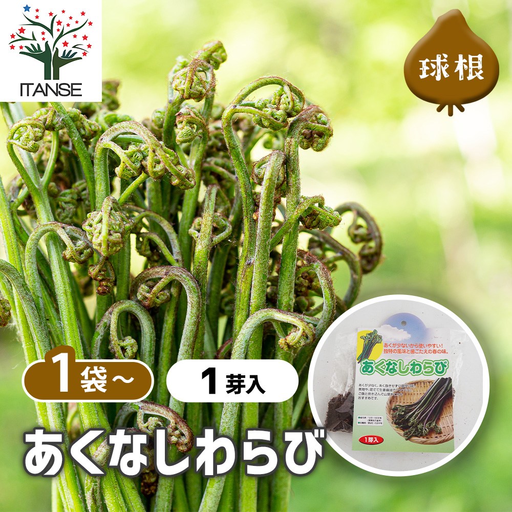野菜球根 あくなしわらび 【野菜の苗 1芽】｜ 【植物のITANSE