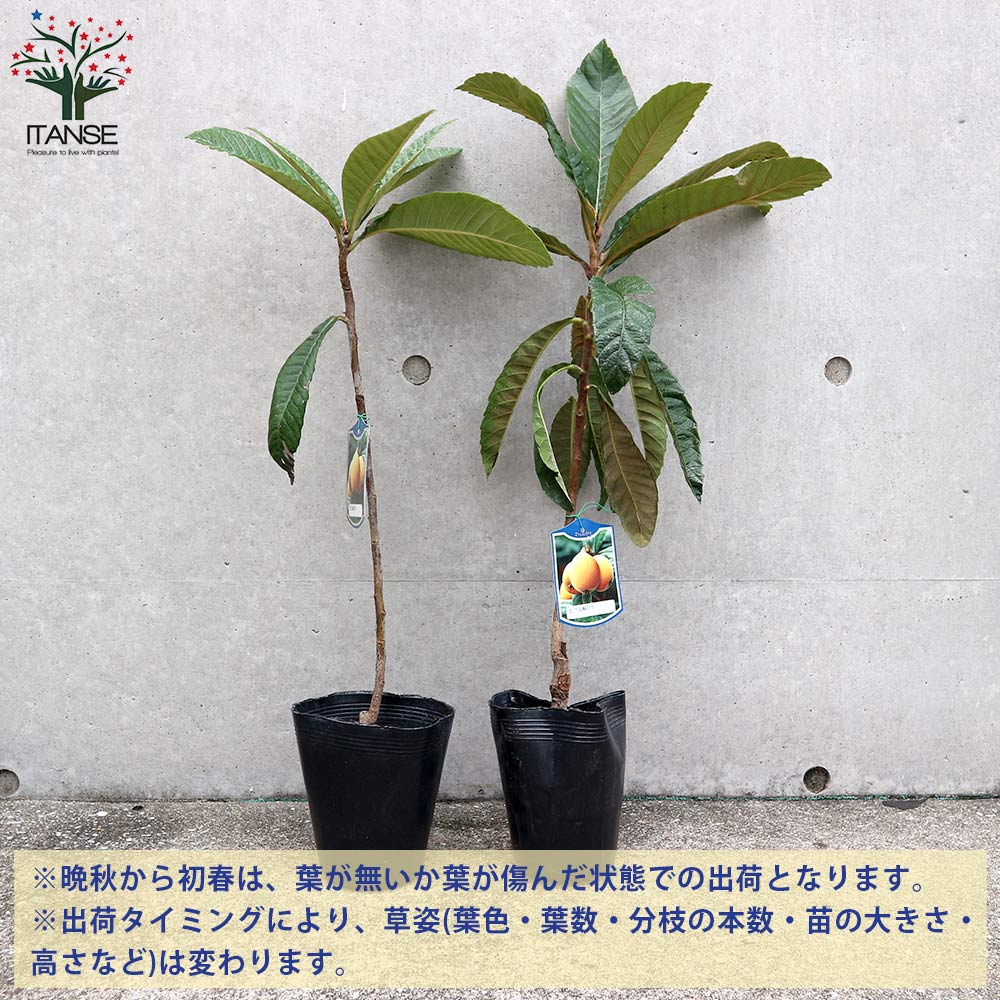 枇杷(びわ)の苗木 長崎早生【果樹の苗木 4～5号／1個売り