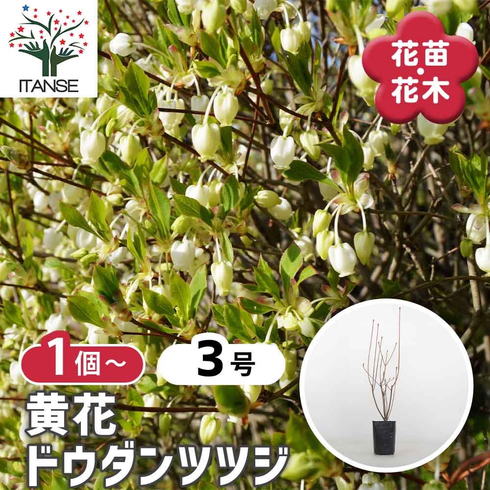 ドウダンツツジ 黄花 【花木苗 3号】｜ 【植物のITANSE】全品