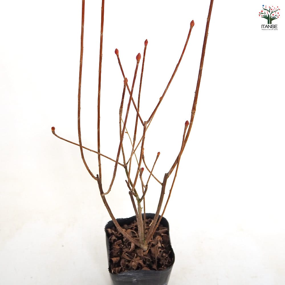 ドウダンツツジ 黄花 【花木苗 3号】｜ 【植物のITANSE】全品