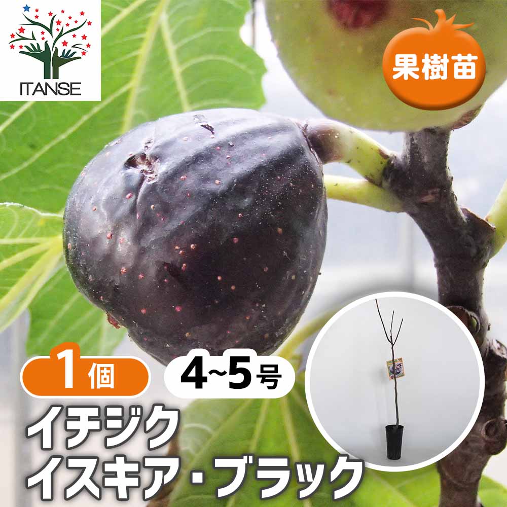 外国産イチジク 世界のイチジクの品種と特徴・味・耐寒性・栽培 | 世界のイチジク