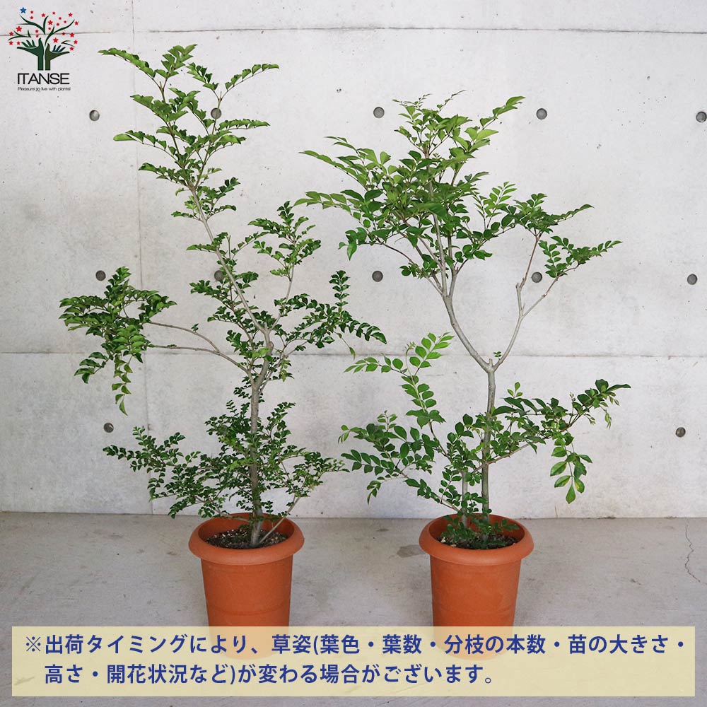 Itanse良品ｾﾚｸﾄ通販