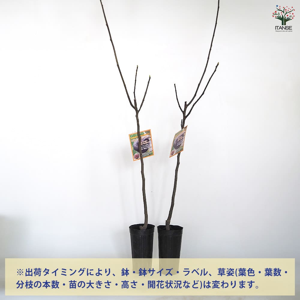 イチジク イスキア ブラック 【果樹の苗木 4号／1個売り】