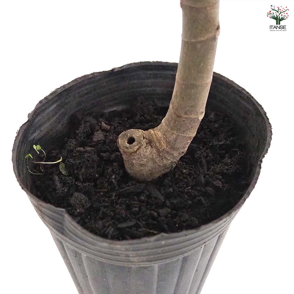 イチジク イスキア ブラック 【果樹の苗木 4号／1個売り】｜ 【植物の