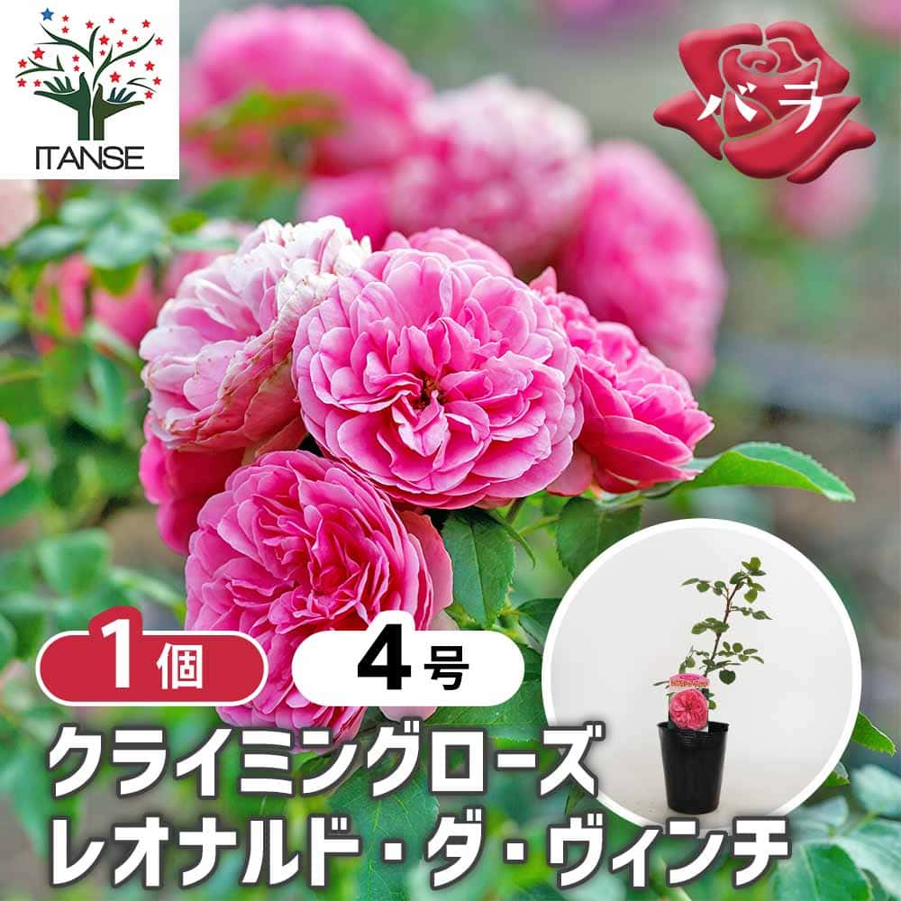 つる薔薇 レオナルド ダ ヴィンチ クライミングローズ 【花木苗 4号／1