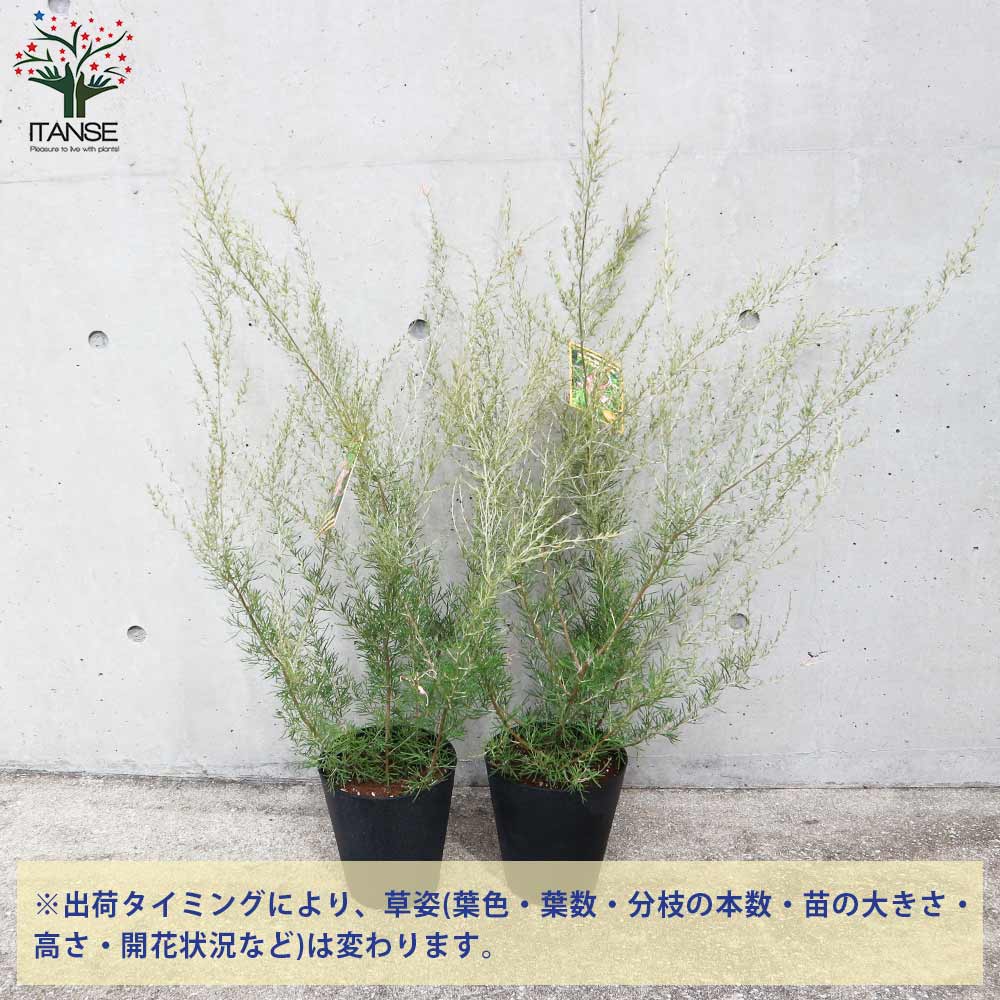 グレビレア・センパフローレンス 花木苗【庭木 5号ポット苗／1個売り