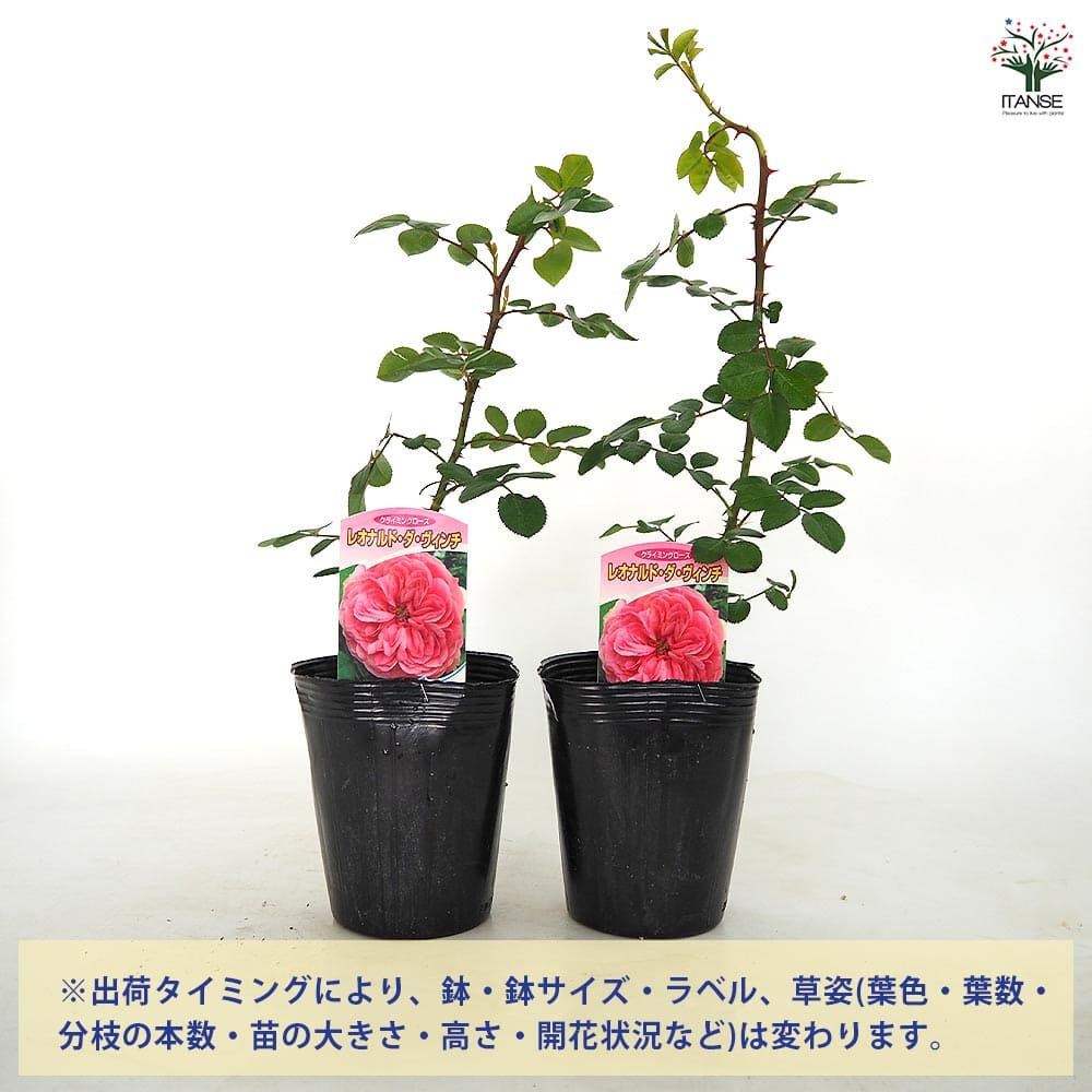 つる薔薇 レオナルド ダ ヴィンチ クライミングローズ 【花木苗 4号／1