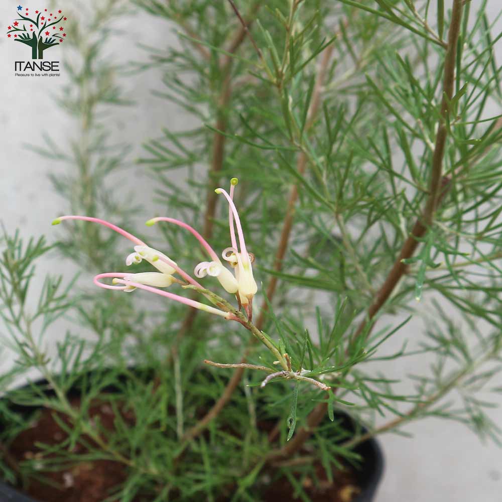 グレビレア・センパフローレンス 花木苗【庭木 5号ポット苗／1個売り