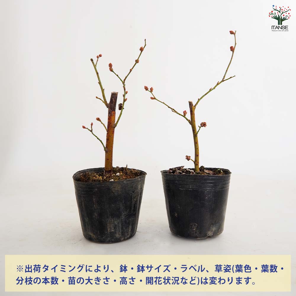 ブルーベリー フェスティバル 【果樹の苗 3号】｜ 【植物の