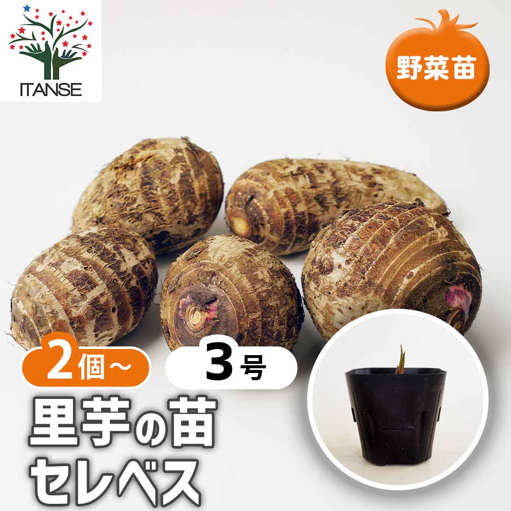 里芋の苗 セレベス2個～ 【野菜の苗 3号】｜ 【植物のITANSE