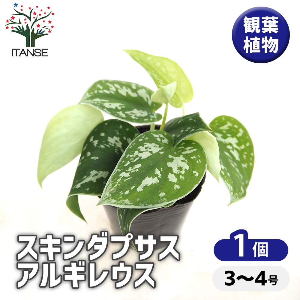 スキンダプサス アルギレウス 【観葉植物 3号／1個売り】｜ 【植物の