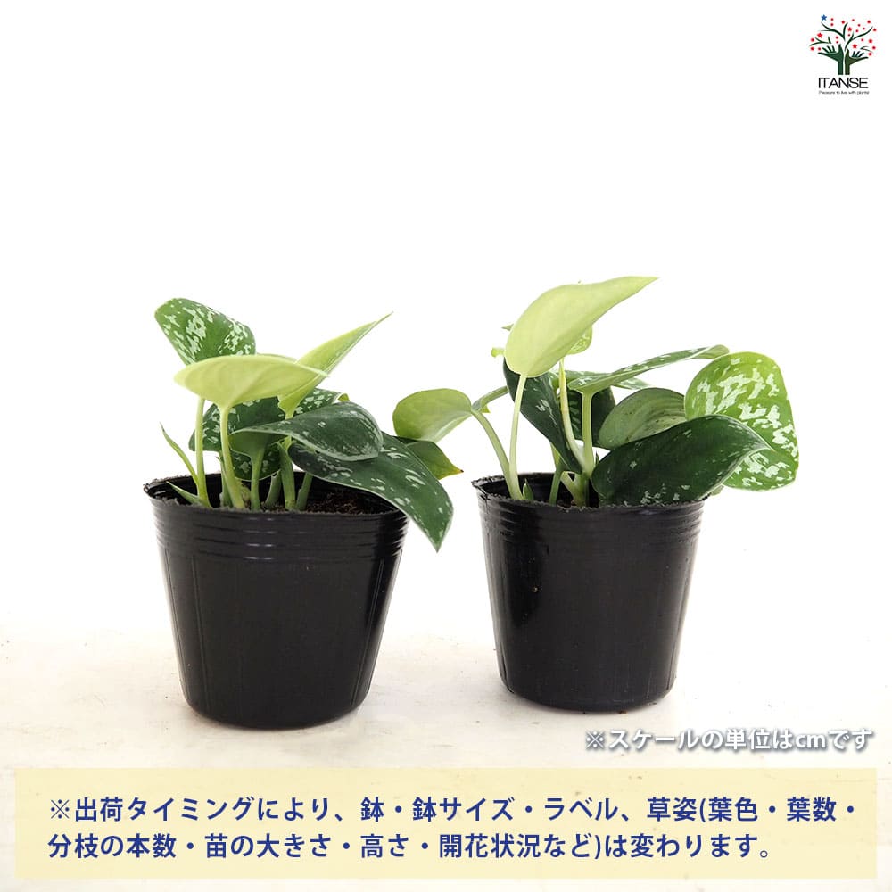スキンダプサス アルギレウス 【観葉植物 3号／1個売り】｜ 【植物の