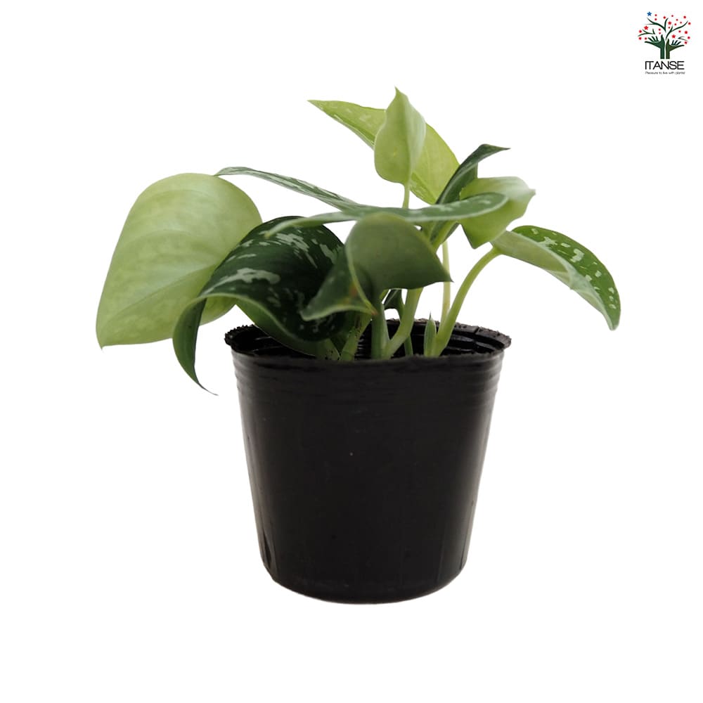 スキンダプサス アルギレウス 【観葉植物 3号／1個売り】｜ 【植物の