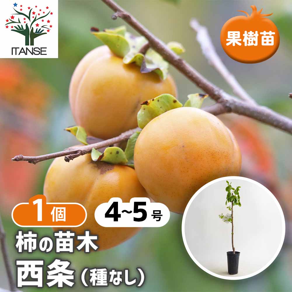 柿の苗木 西条 種なし 【果樹の苗 4～5号／1個売り】｜ 【植物の