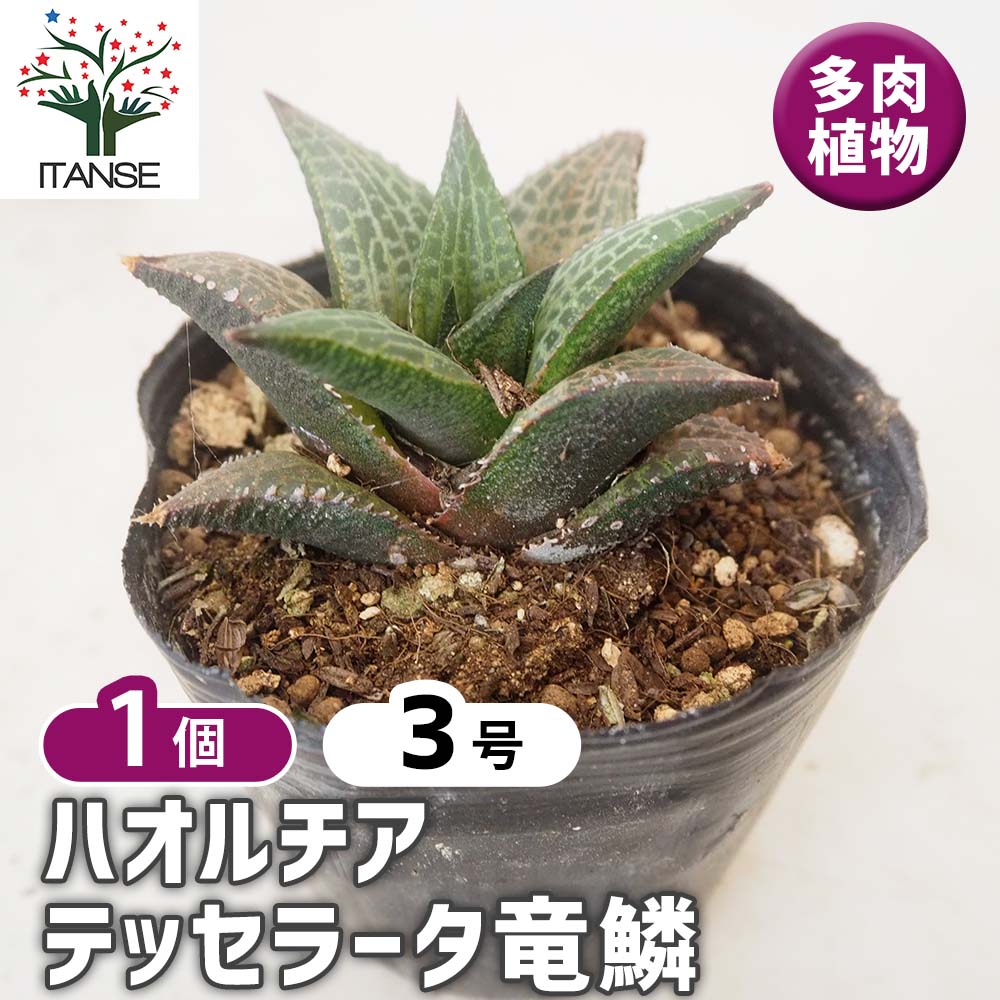 ハオルチア テッセラータ竜鱗 【多肉植物 3号／1個売り】｜ 【植物の