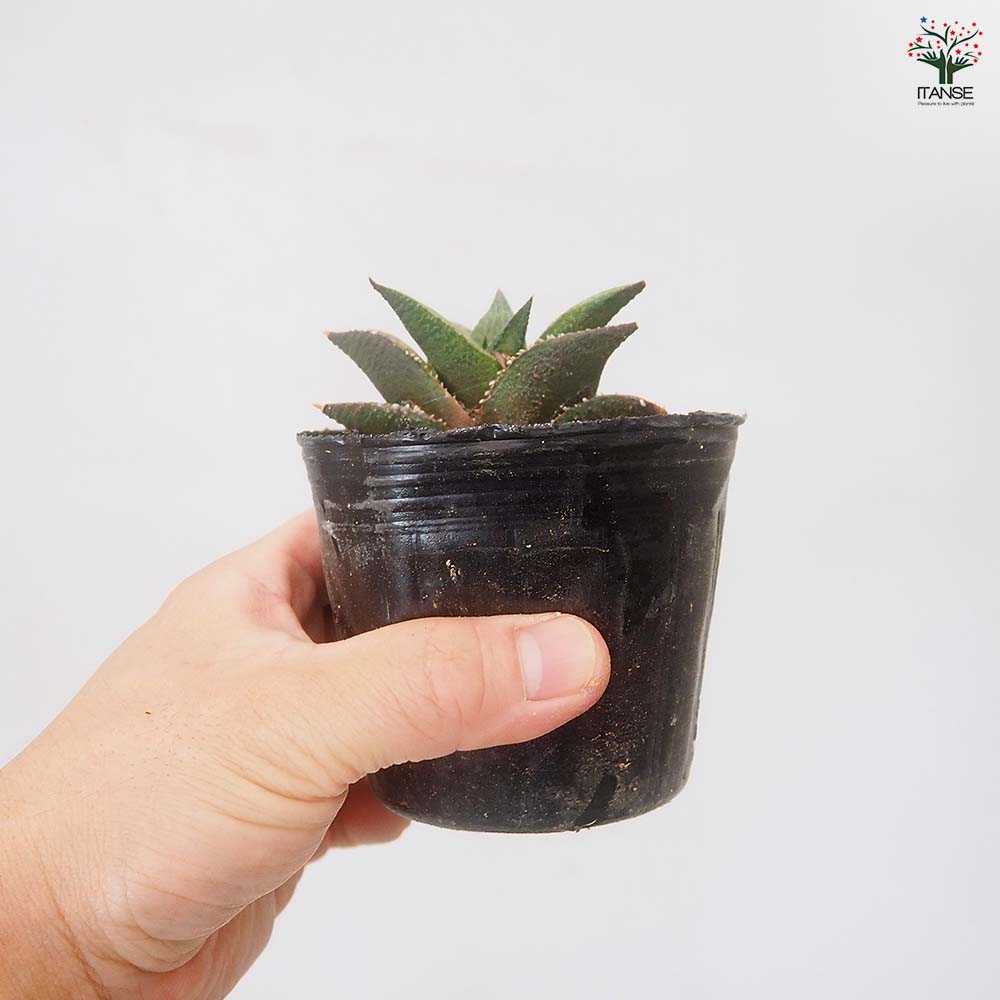 ハオルチア テッセラータ竜鱗 【多肉植物 3号／1個売り】｜ 【植物の
