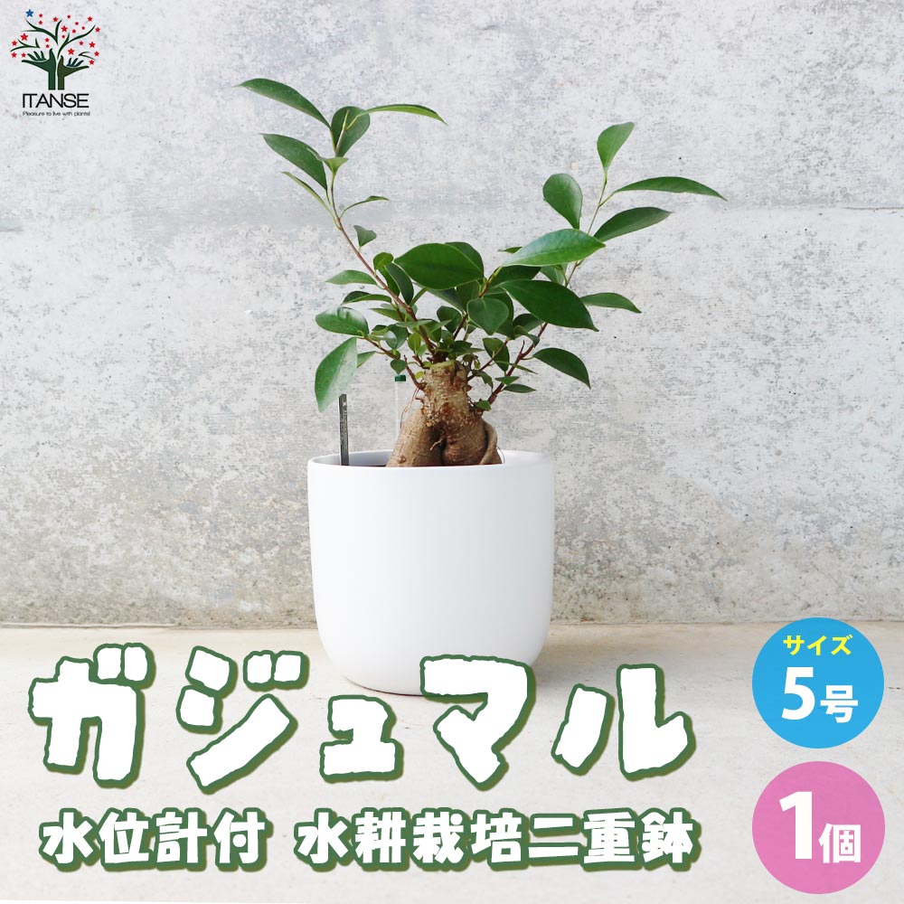 ガジュマル 水位計付 水耕栽培二重鉢仕様【観葉植物 5号鉢／1個売り